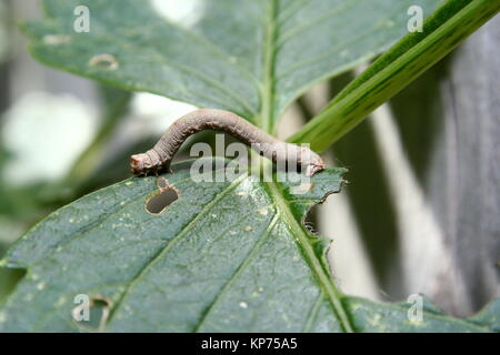 Caterpillar eines Biston betularia gepfeffert Motten'' Stockfoto