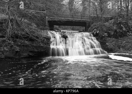 Blackling Loch Wasserfall in vollem Durchfluss in Hamsterley Forest in der Grafschaft Durham, North East England. Stockfoto