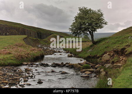 Bollihope brennen durch die Hochmoore in gewohnt in der Grafschaft Durham ein einsamer Baum wächst durch die Verbrennungen. Stockfoto