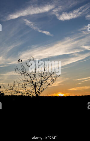 Vertikale cloudscape von geschichteten Wolken bei Sonnenuntergang mit Baum Silhouette und Sonne im Herbst in der Nähe von Dimitrovgrad, Bulgarien Stockfoto