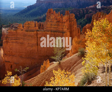 Bryce Canyon Ntl. Park mit Birken im Herbst Farbe, Beginn der Navajo Loop Wanderweg, Utah Stockfoto