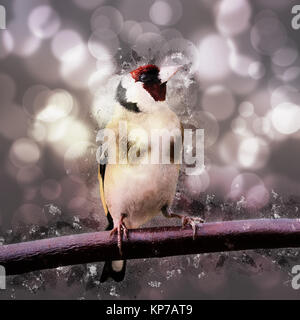 Digital verbesserte Bild einer Europäischen Stieglitz (Carduelis carduelis) Zucht im Gefieder auf einen Ast. Stockfoto