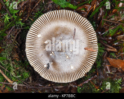 Amanita pachycolea, allgemein bekannt als die westlichen Grisette, wachsen in einem pazifischen Nordwesten Wald; Ansicht von oben Stockfoto