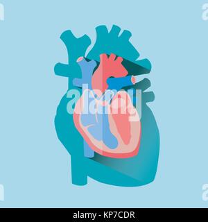 Menschliche Herz Querschnitt anatomische Darstellung mit aorta Aortenbogen Lungenarterie rechts links Atrium ventrical Ventile Abbildung: Flache Bauform wi Stock Vektor