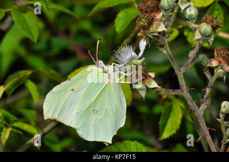 Zitronenfalter Gonepteryx rhamni', ', Schmetterling, auf Black Flower, weit verbreitete, Somerset, England, Großbritannien Stockfoto