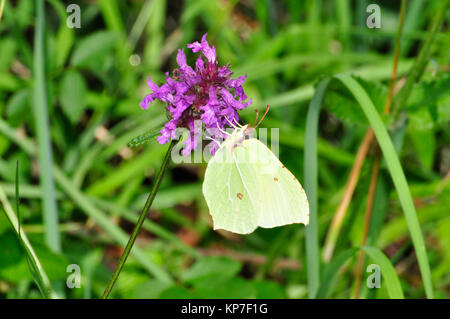 Zitronenfalter Gonepteryx rhamni', ', Schmetterling, auf betony Blume, weit verbreitete, Dorset, England, Großbritannien Stockfoto