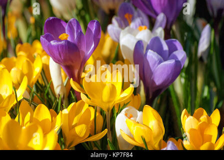 Hell Lila, Gelb und Weiß krokus Blumen blühen an einem hellen, sonnigen Frühlingstag. Stockfoto