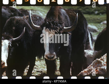 Großen Berg Yaks, maulkörbe der schwarzen und weißen Farbe, Harlekine, Pamir, einer farbigen Folie scannen. Stockfoto