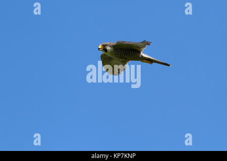 Weibchen von WANDERFALKEN fliegen über den Klippen, wo das Nest mit den Küken befindet. Stockfoto