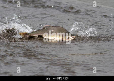 Männliche rosa Lachs schwimmend auf dem flachen Mündung des Flusses vor dem Betreten der Laich Fluss Stockfoto