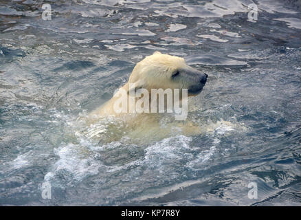 Polar Bear Cub schwebend im Wasser Stockfoto