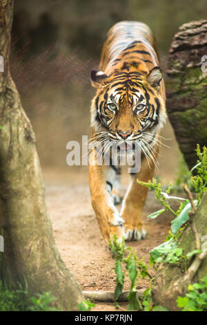 Nahaufnahme von einem Sibirischen Tiger auch bekannt als Amur Tiger Stockfoto