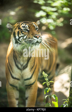 Nahaufnahme von einem Sibirischen Tiger auch bekannt als Amur Tiger Stockfoto