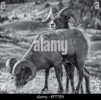 Bighorn rams im Yellowstone National Park. Stockfoto