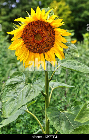 Sonnenblume Helianthus annuus Stockfoto