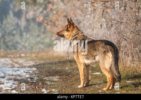 Deutscher Schäferhund Stockfoto