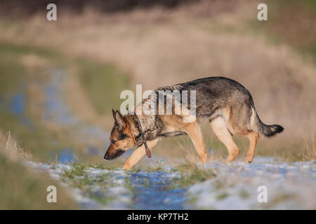 Deutscher Schäferhund Stockfoto