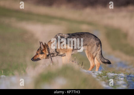 Deutscher Schäferhund Stockfoto