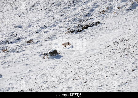 Fox in Nationalpark Hohe Tauern grossglockner Winter Stockfoto