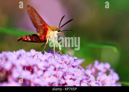 Klar Flügel, Kolibri Motte in Flug Bestäubung ein Schmetterling Busch im Garten Stockfoto