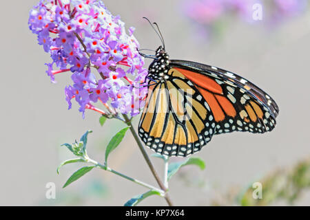 Monarch Butterfly auf Butterfly Bush im Hinterhof Stockfoto