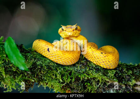 Gelb Wimpern Viper auf Zweig Betrachten Sie in Costa Rica Regenwald Stockfoto