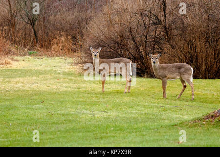 Zwei White tailed deer Doe an Sie Stockfoto