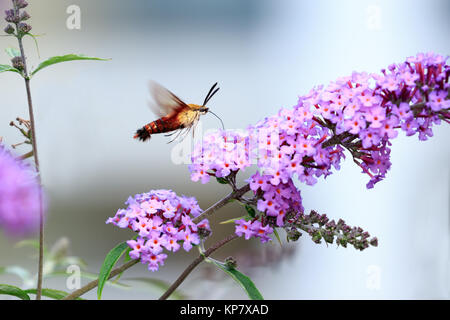 Klar Flügel, Kolibri Motte in Flug Bestäubung ein Schmetterling Busch im Garten Stockfoto