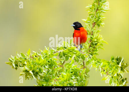 Baltimore Oriole Sitzen im Baum im Hof Stockfoto