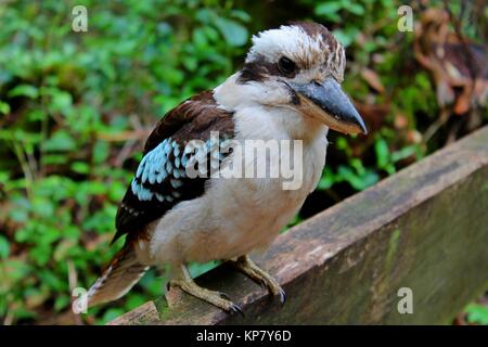 Kookaburra, Vogel, Australien, Fraser Island, Queensland Stockfoto