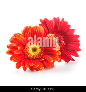 Zwei Gerbera Daisy Blütenköpfchen isoliert auf weißem Hintergrund. Design-Element.  Einzelnes Objekt mit Beschneidungspfad Stockfoto
