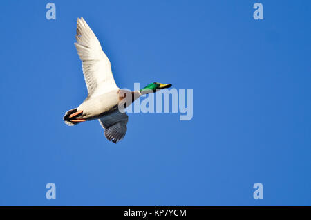 Männliche Stockente Enten fliegen in einen blauen Himmel Stockfoto