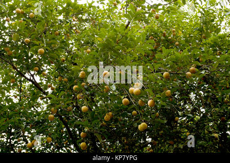 Raw Muskatnuss Muskatnuss hängen am Baum, Nord Sulawesi Stockfoto