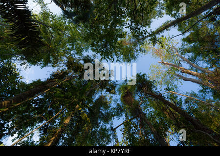 Treetops im regen Wald Nord Sulawesi, Indonesien Stockfoto