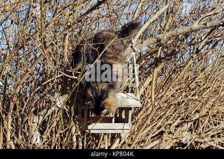 Eine Norwegische Waldkatze kletterte auf ein Vogelhaus und blickt neugierig in Stockfoto