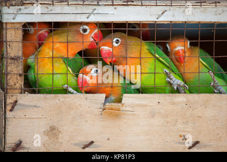 Lovebirds an einem lokalen Vogel Markt bereit für den Versand in Zoohandlungen. Der Fischer Lovebird (Agapornis Fischeri) ist eine kleine Papageien der Lovebi Stockfoto