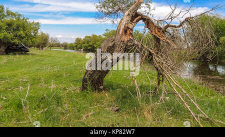 Baum Stockfoto