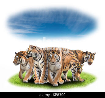 Gruppe von Bengal Tiger Stockfoto