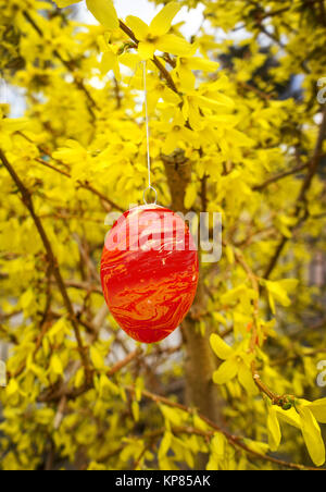 Rotes Osterei hängt in gelb blühender Forsythia Stockfoto