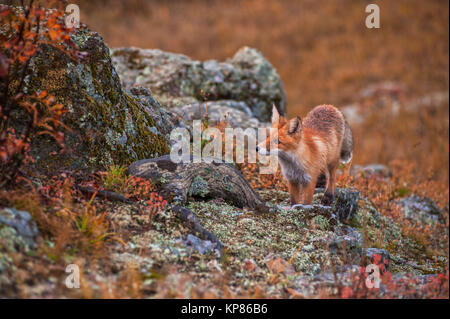 Rotfuchs im Herbst Stockfoto