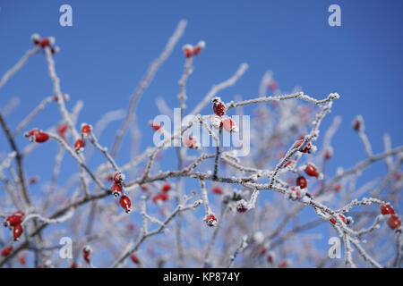 Gefrorene Hagebutten auf einem Strauch im Winter Stockfoto