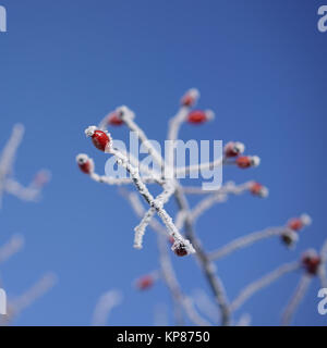 Gefrorene Hagebutten auf einem Strauch im Winter Stockfoto