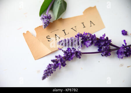 Salvia Blumen mit Word auf altem Papier Stockfoto