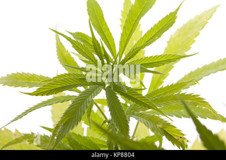 Cannabis marihuana Pflanze mit grünen Blätter in der Nähe von Drogen Stockfoto