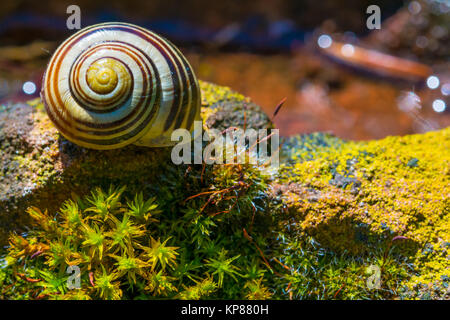 Abgebrochene Schnecke Stockfoto