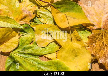 Bunte und helle Hintergrund gemacht von gefallenen Herbst Blätter Stockfoto