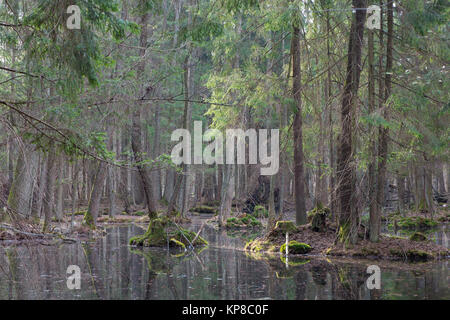 Frühling nass Mischwald mit stehendem Wasser Stockfoto