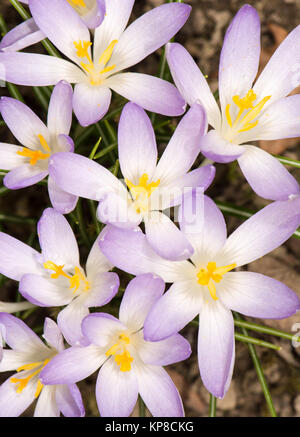 Lila Krokusse Blüten Stockfoto