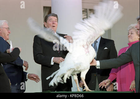 11/23/1987 Festakt zum 40 Thanksgiving Truthahn aus nationalen Türkei Vereinigung in Rose Garden Türkei versuchen, weg zu fliegen, erhalten Stockfoto