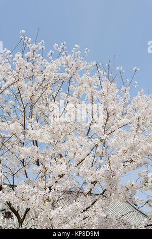 Frühling blühenden Kirschbaum gegen den blauen Himmel Stockfoto